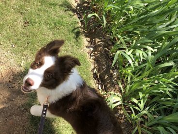 边境牧羊犬（Border Collie）原产于苏格兰边境