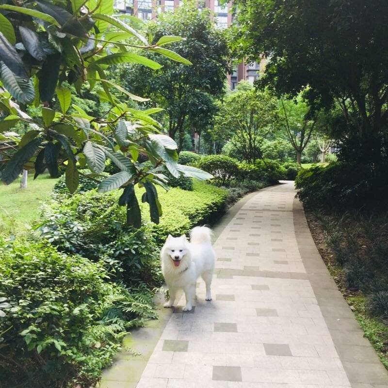 狗狗拉粑粑的时候一定要守在她们身边