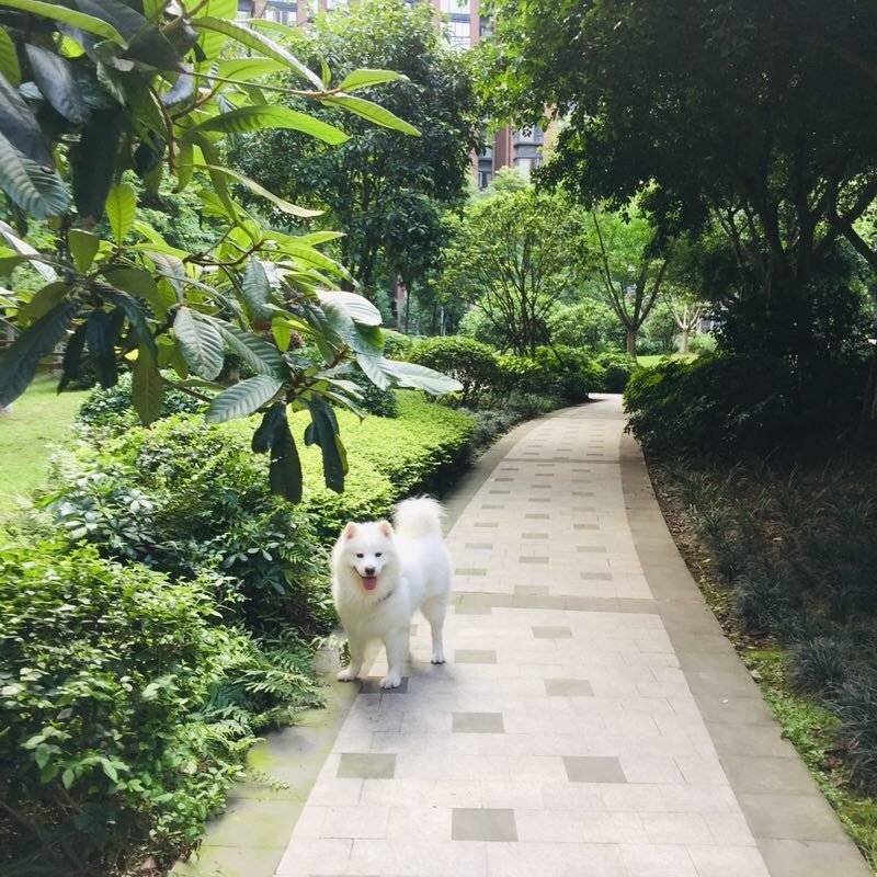狗狗拉粑粑的时候一定要守在她们身边