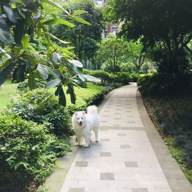 狗狗拉粑粑的时候一定要守在她们身边