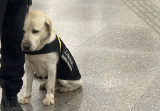 搜爆犬退役后闲不住，主人买来“弹药”，真是个劳碌汪啊