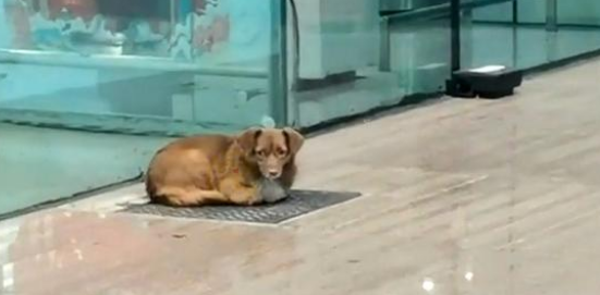 忠犬飞机场苦等主人一年，拿塑料瓶当玩具，它没等到主人却有了家