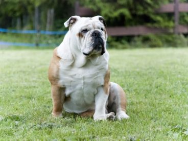 呆萌英国斗牛犬图片