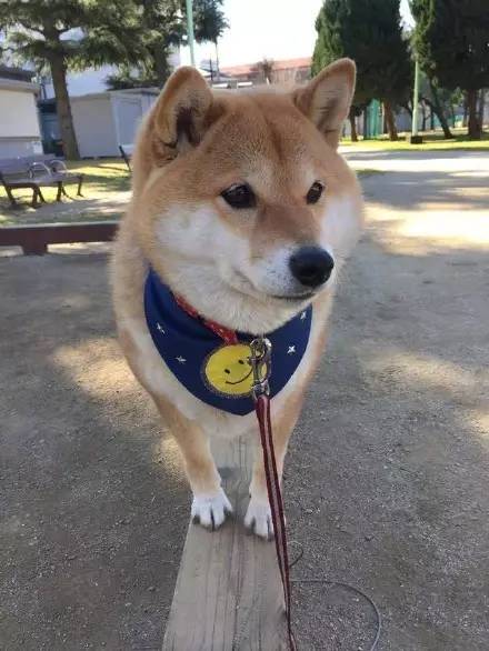 过马路时发现前面一只柴犬，总是走两步就回头看：到底几个意思