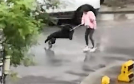 西安，某小区一流浪狗凶残扑向女童，母亲、保安挺身而出
