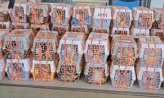 宠物店老板带37只猫狗跨省搬家，花费4万，大爱啊！