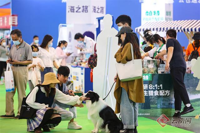 萌宠来袭！第五届中国昆明东盟宠物博览会人气高涨