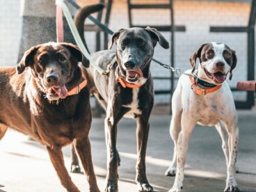 三只中型宠物犬图片