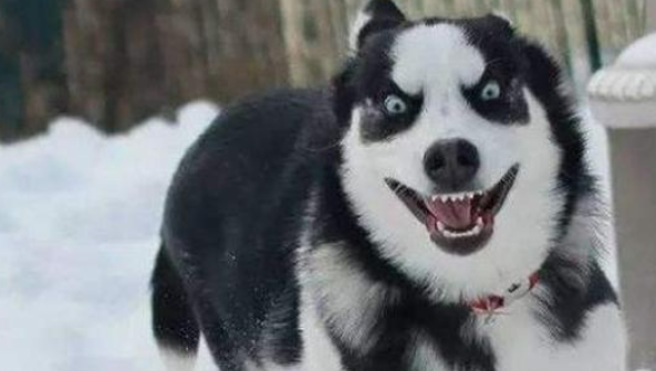 二哈碰到比格犬，狗主人都奔溃了，网民：只能认了个大爷？