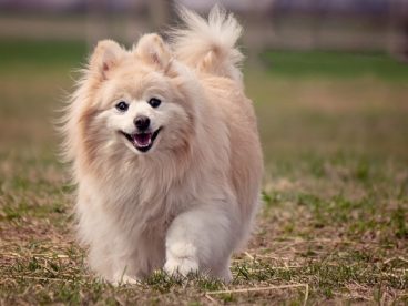 可爱博美犬图片