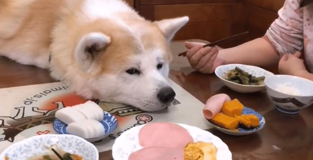 主人在吃大餐,秋田犬只能在旁边看,被它的表情逗笑了