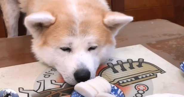 主人在吃大餐,秋田犬只能在旁边看,被它的表情逗笑了