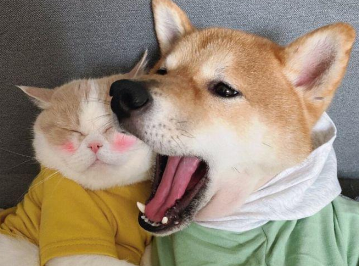 趁母猫不注意，狗狗对5只猫崽下手了