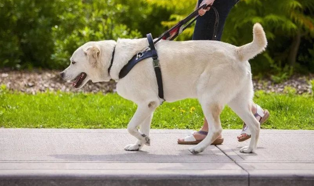 妹子搭地铁被导盲犬睡一整路，她一秒都不敢动：它一定累坏了