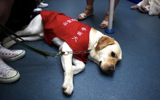 妹子搭地铁被导盲犬睡一整路，她一秒都不敢动：它一定累坏了