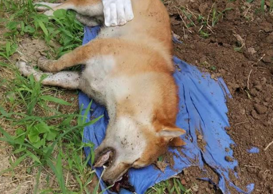 北京一小区多只宠物狗接连死亡，业主疑有人投毒