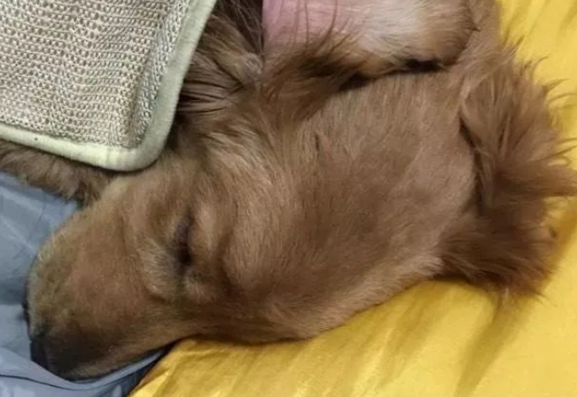 主人将得犬瘟金毛丢弃，被人捡回后狗的做法让人想哭