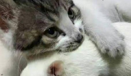 猫咪跟耗子在一起了？“吃瓜狗”有点看不下去了！