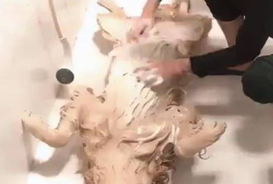 金毛犬洗澡姿势销魂令人羡慕,感觉自己活的还不如一条狗!