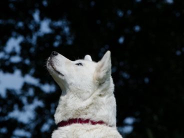 秋田犬图片