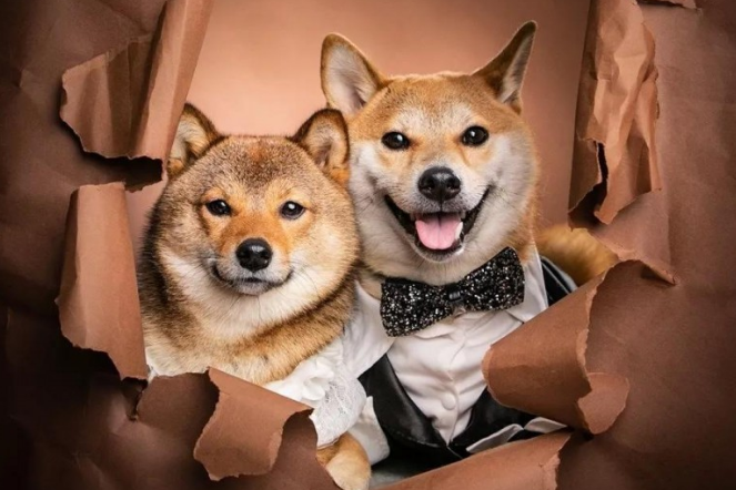 这对柴犬情侣照片大全甜到爆，创作背景羡煞一众单身汪