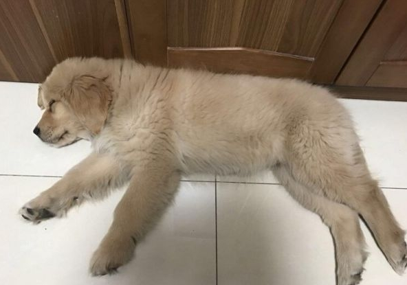 狗狗回家吃了个鸡翅，下一秒竟倒地不起，可把铲屎官吓坏了！