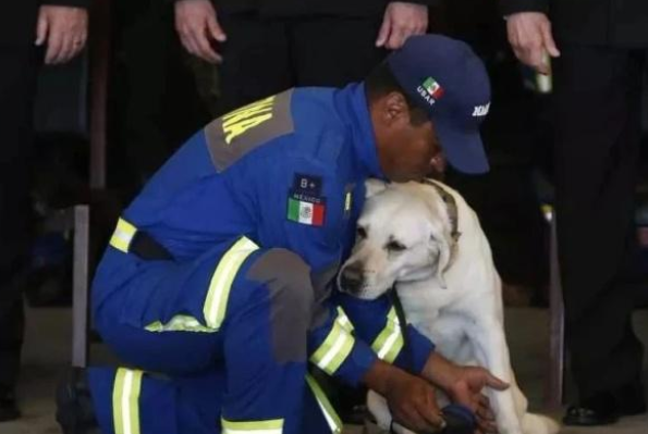 搜救犬九年救53人：区区一只狗却活成了英雄的样子！
