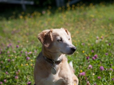 杰克罗素犬图片