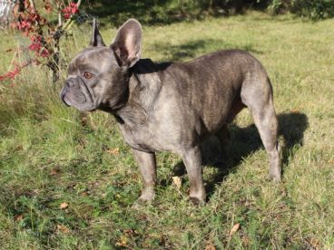 灰色法国斗牛犬图片