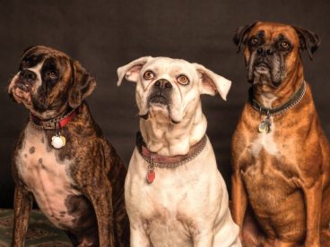 成年英国斗牛犬图片