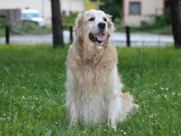 金毛寻回犬萌宠图片