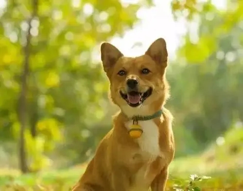 于都县发布养犬管理通告！中心城区的饲养人不得饲养烈性犬、大型犬