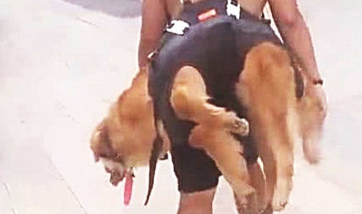 狗狗出来后总不愿回家，被主人家一招拿下，但界面却令人啼笑皆非！