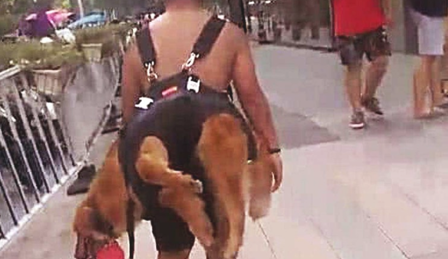 狗狗出来后总不愿回家，被主人家一招拿下，但界面却令人啼笑皆非！