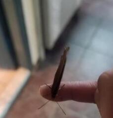 20岁爱犬离世七天后,一只蝴蝶突然飞来后顿时痛哭……
