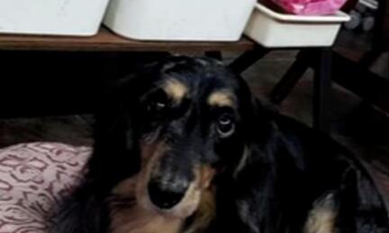 20岁爱犬离世七天后，一只蝴蝶突然飞来后顿时痛哭……