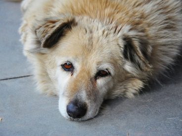 金毛犬卖萌图片