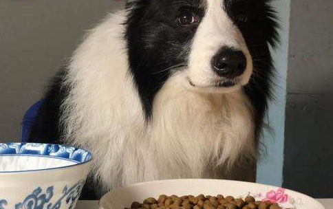 边牧犬蹭吃蹭喝，宠物店：饭量大，主人速来领取…