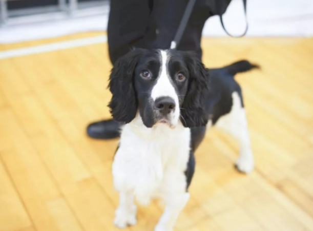 从流浪犬到军犬，尼克斯的逆袭之路经典励志！
