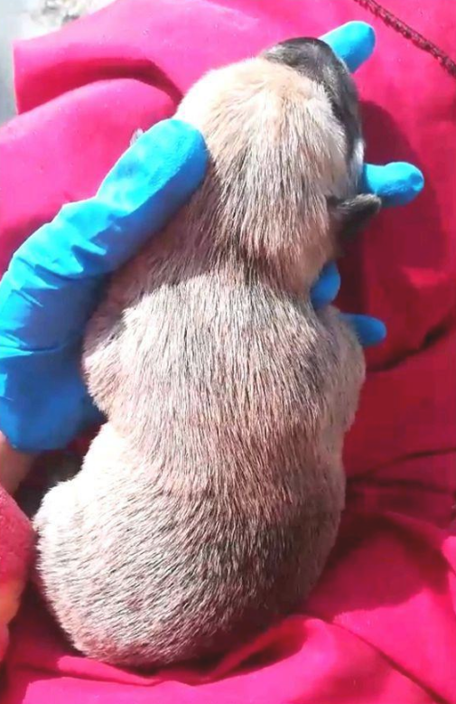 主人家顺手将刚生的小奶狗扔下就选择离开，女生抱住后生怕踩坏了