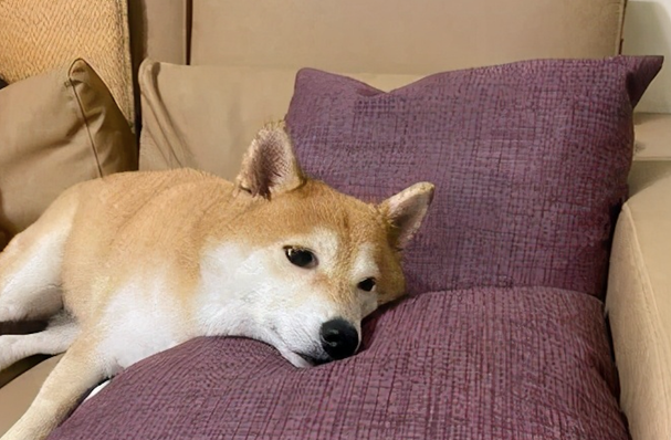 主人拿着人造皮革草给柴犬看，它吓得撒腿就跑，狗：不必回来啊！
