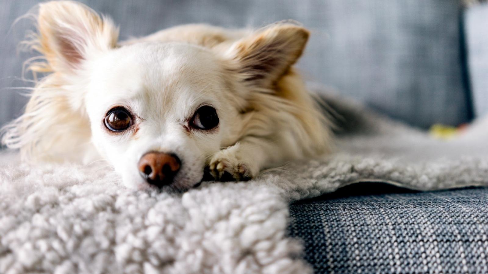 小警犬首次工作累到打盹，训犬员完全叫不醒：昨晚偷偷干嘛去了？
