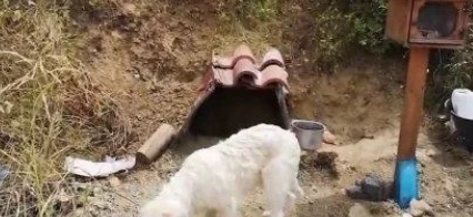 世界五大“忠犬八公”：20岁的拉布拉多拒绝离开去世的主人