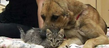 洛杉矶非法斗狗猖獗 德国牧羊犬惨遭割耳