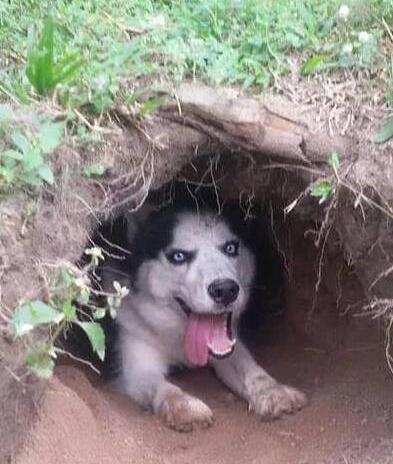 主人用土坑搭建狗窝，二哈一脸嘚瑟乐坏了