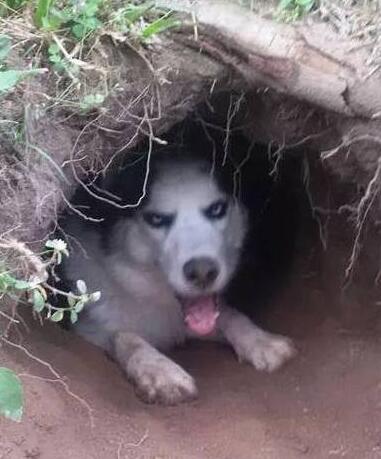 主人用土坑搭建狗窝，二哈一脸嘚瑟乐坏了