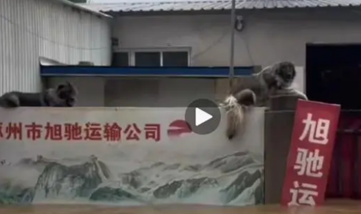 大狗洪水中仍看家，救援人员无法靠近，只好留下食物和水离开