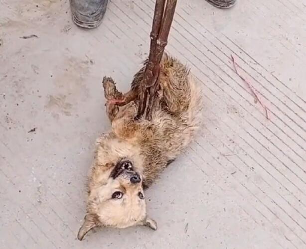 一车宠物狗险进狗肉馆，看着被夹着拖行的小狗小伙不忍，狗贩：已经剥了两只了