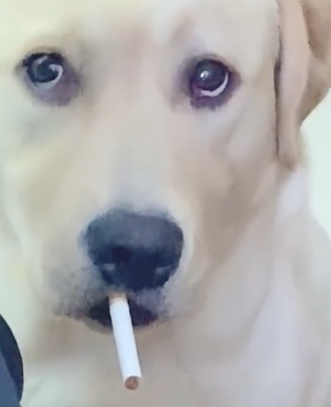 主人家在抽烟，狗狗看过也要来一根，给它后一脸疑惑表情：不能吃？