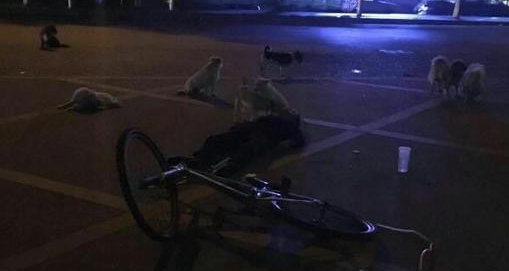老人不幸骑车身亡 收养流浪犬不离不弃